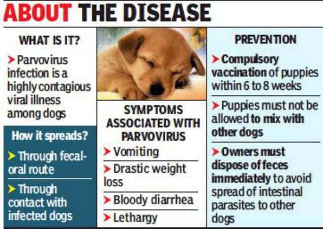 Can parvovirus transmitted from dogs sales to humans