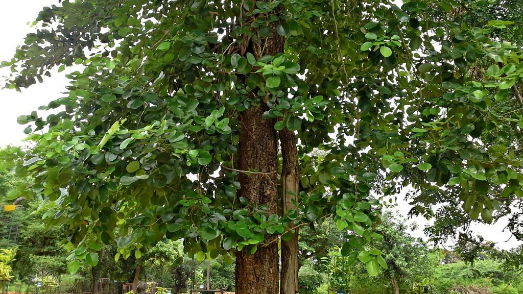 The-Sandalwood-Tree/ About The Sandalwood Tree: Zoom | PDF | Trees | Soil