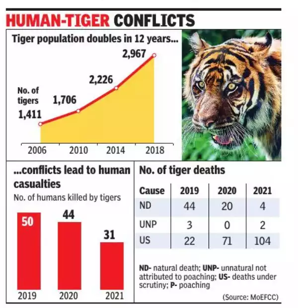 International Tiger Day: As tiger populations increase, so do conflicts  with humans - ABC News