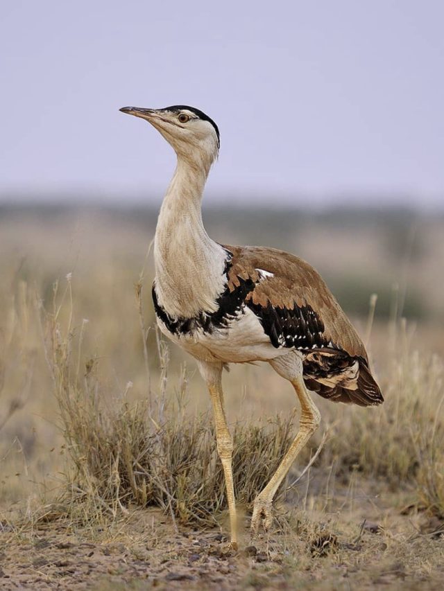 Know all about Great Indian bustard