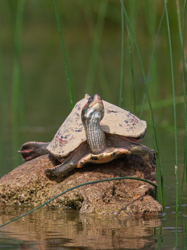 10 Lesser-Known Facts about Indian Tent Turtles – IAS Toppers