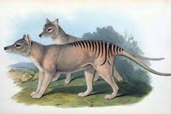 Scientists recover RNA from extinct Tasmanian tiger that hunted Kangaroos -  India Today